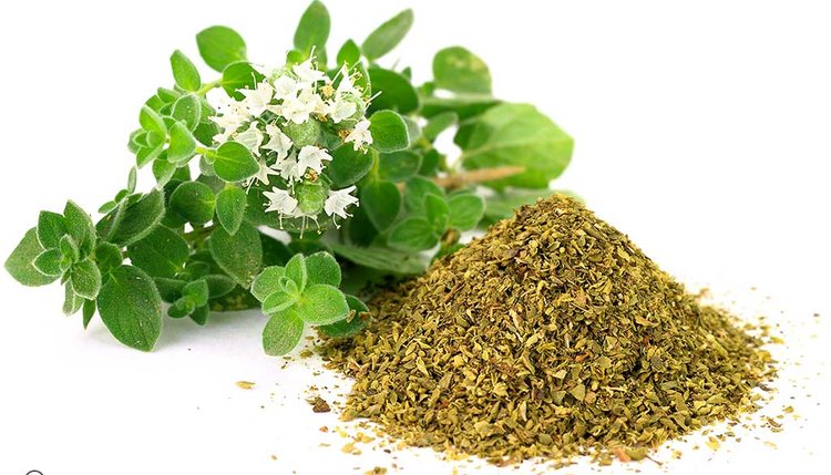 oregano-usos