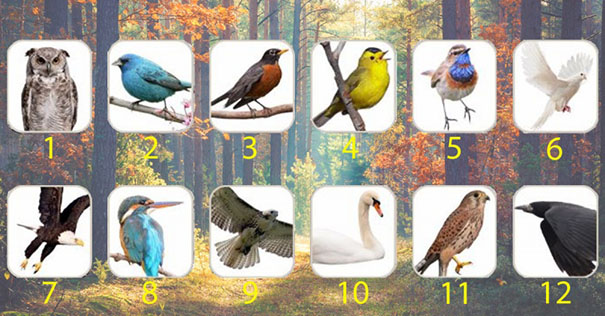 pajaros2